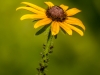Black-eyed Susan with Visiting Committee