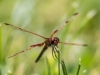 Calico Pennant (male) Grooming
