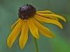 Black-eyed Susan with Guest