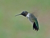 Ruby-throated Hummingbird (male)