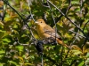Summer Tanager (immature male)