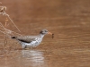 Spotted Sandpiper with Prey (selected)