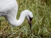 Whooping Crane #1 (captive animal)
