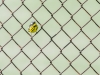 Magnolia Warbler (in chain link fence)