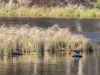 Common Loon Near Nest - Gregg Lake (May 2020) #2