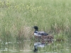 Loon on Nest Panting #1
