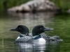 Loon Family (One Chick & Two Adults) #2