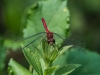 White-faced Meadowhawk (male) #3