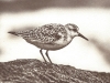 Shorebird (on Aristico HP)