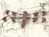 Dragonfly (on Crane's Cover)