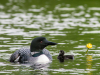 Adult and Chick #2 (2021 Loons)