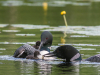 Feeding Sequence #1 (9:52:09 AM; 2021 Loons)
