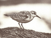 Shorebird