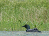 Adult Loon and Chick #4
