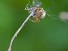 Spider with Prey (Variable Dancer)