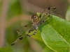 Calico Pennant? (female) entangled in spder web