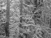 Winter Woods #3