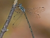 Spreadwing (probably a female; ID needed)