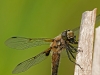Four-spotted Skimmer (male) with Prey