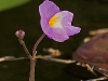 Eastern Purple Bladderwort