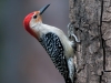 Red-bellied Woodpecker #2