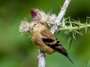 Goldfinch (juvenile?)
