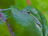 Gray Tree Frog #1