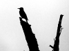 Flicker in Silhouette (Magalloway River, Wentworth Location, NH))
