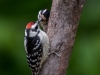 Downy Woodpeckers (adult male in back, feeding male juvenile)