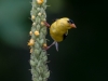 American Goldfinch (male)