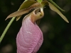 "Our" Lady Slipper