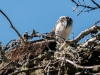 Female Osprey on Nest