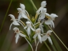Northern White-fringed Orchid (Platanthera blephariglottis)
