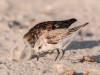 Ruddy Turnstone (back) and Western or Semipalmated Sandpiper