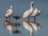 White Pelicans & Reddish Egret