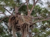 Bald Eagles (adult and nestling) on Nest