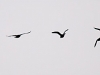 Canada Geese (in flight)