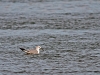 Ring-billed Gull with Fish
