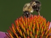 Bee on Purple Coneflower