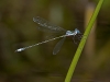 Swamp Spreadwing (male)