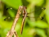Spangled Skimmer (female)