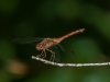 Meadowhawk (male, probably an Autumn)