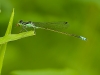 Eastern Forktail with Prey