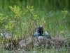 Common Loon on Nest #1