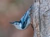 White-breasted Nuthatch #2
