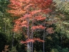 Maple in Full Autumn Display