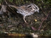 Sparrow at Pond's Edge