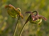 pitcher plant flowers