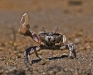 Fiddler Crab (1 of 3)