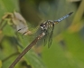 Dragonfly (sp. unknown)